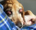 Μόνιμα τυφλή και με όγκο η σκυλίτσα που εντοπίστηκε στη Θεσσαλονίκη